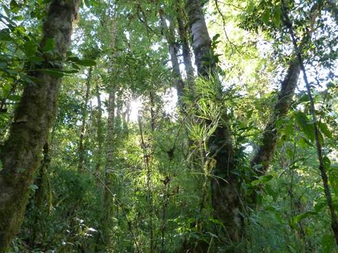 Los bosques secundarios, un arma contra el cambio climático en  Latinoamérica | Diario Digital Nuestro País